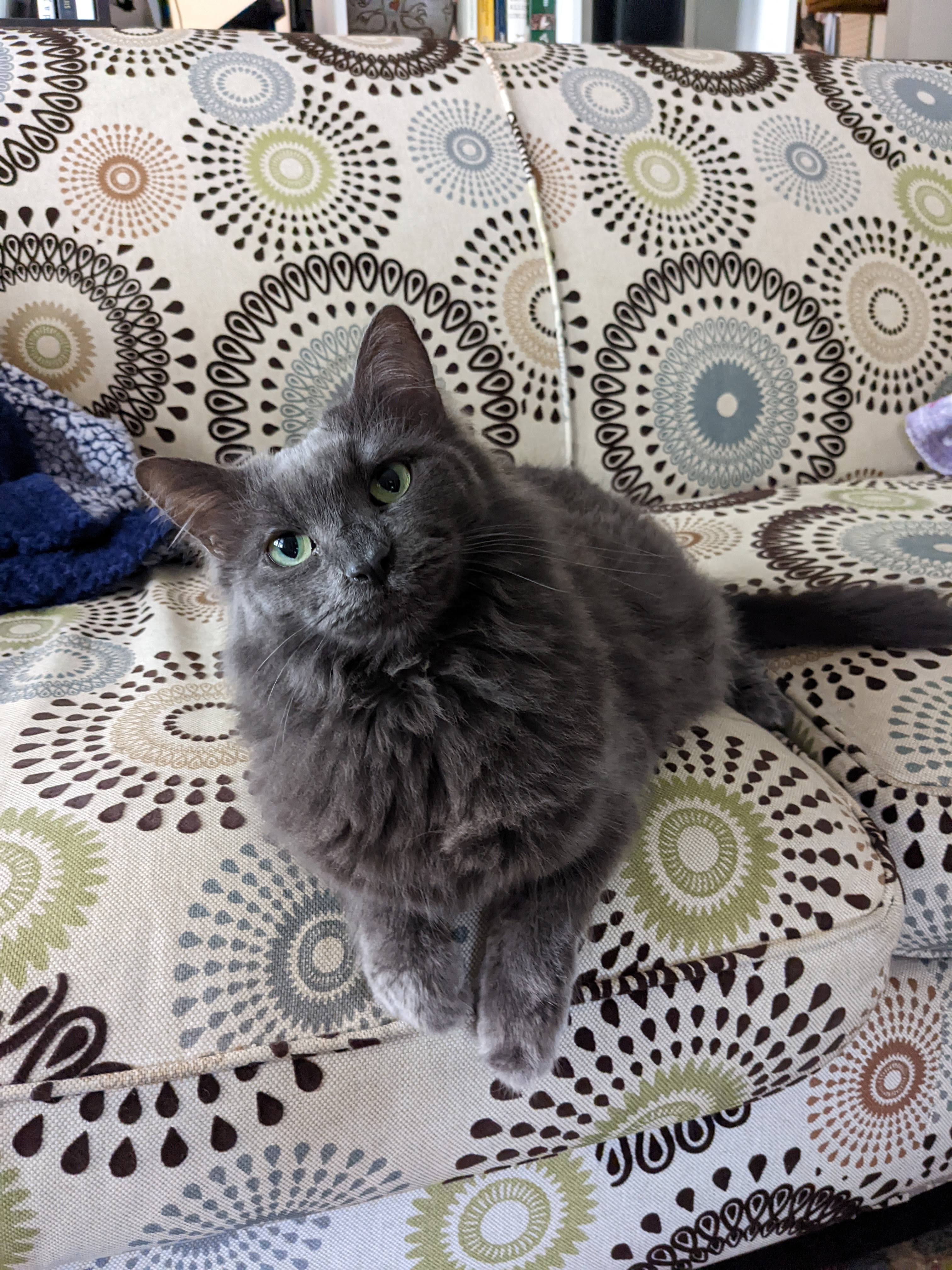 Agnes is a fluffy gray cat